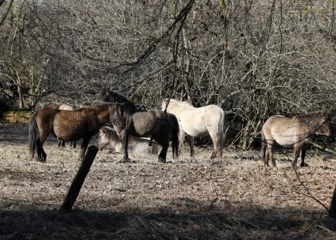 Savvaļas zirgi nožogojumā Jelgavas pils parkā.