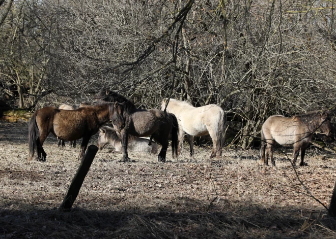 Jelgavas pašvaldība novirza 2500 eiro siena iegādei Pilssalas savvaļas zirgiem