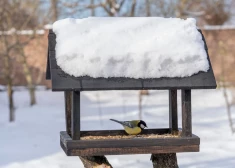 Pagalmu labiekārtošanas programmai Jelgavā šogad piešķirti 300 000 eiro