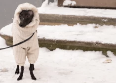 Naktī uz svētdienu gaidāms stiprs sals