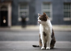 Lielbritānijas "galvenais peļu ķērājs" kaķis Lerijs svin 15 darba gadus Dauningstrītā