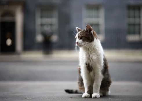 Lerijs ir Lielbritānijas valdības rezidences slavenākais runcis.