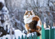 Intuīcija šonedēļ nepievils - horoskops visām zodiaka zīmēm no 16.02. līdz 22.02.