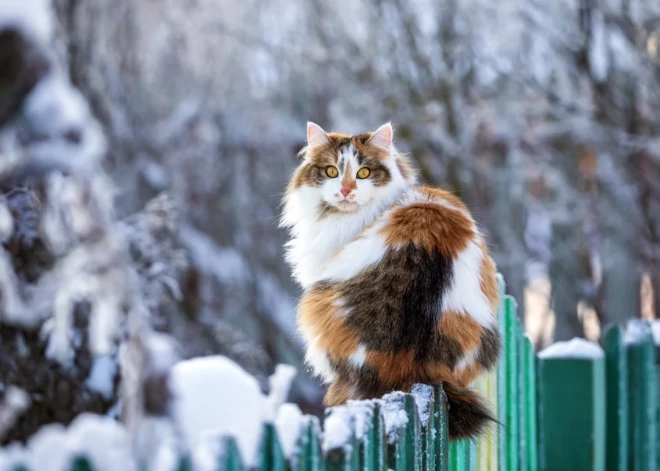 Intuīcija šonedēļ nepievils - horoskops visām zodiaka zīmēm no 16.02. līdz 22.02.