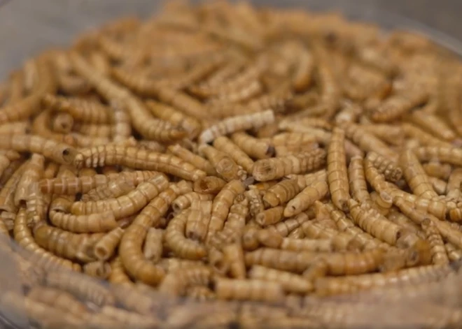 Ученые объясняют - помогут ли насекомые накормить человечество?