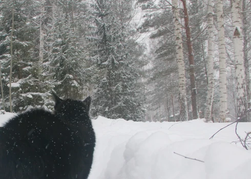 Naktī un no rīta gaisa temperatūra vietām pazemināsies līdz -25..-30 grādiem.