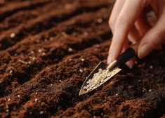 Dārza darbi tuvojas. Ar ko amatieru sēklas atšķiras no profesionālajām, un kuras pirkt?