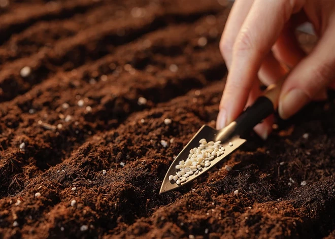 Dārza darbi tuvojas. Ar ko amatieru sēklas atšķiras no profesionālajām, un kuras pirkt?
