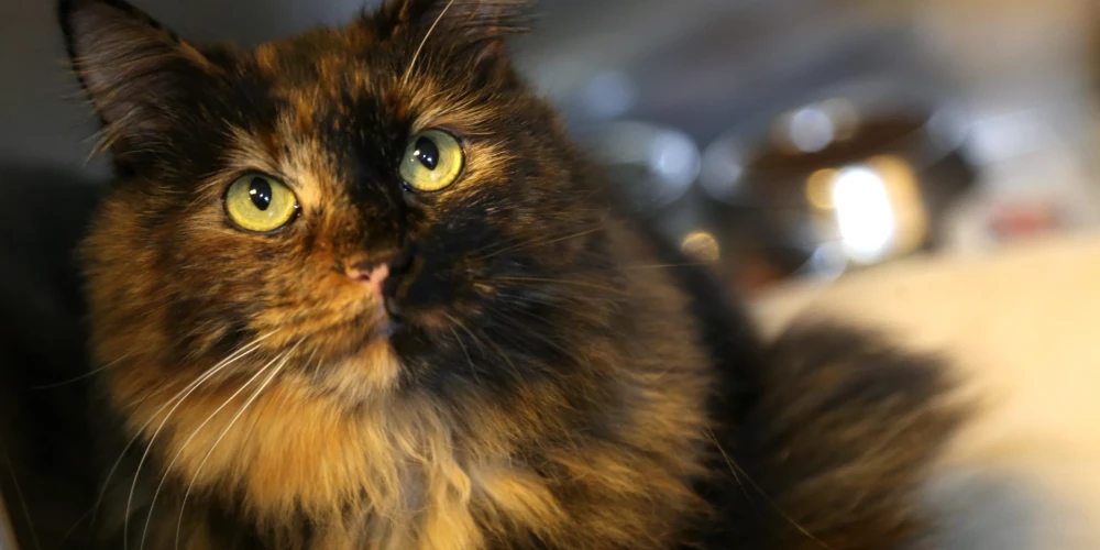 Valsts nodrošinātas diennakts neatliekamās veterinārās palīdzības sistēmas izveide nav finansiāli īstenojama, uzsver ministrijā.