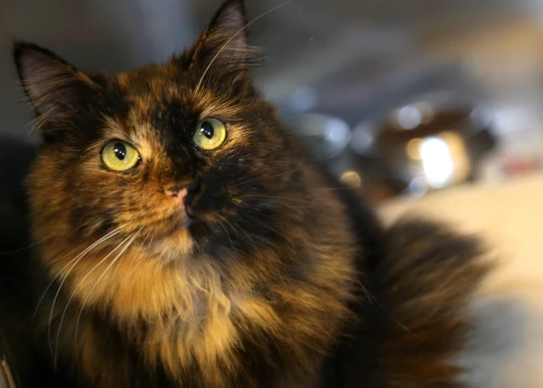 Valsts nodrošinātas diennakts neatliekamās veterinārās palīdzības sistēmas izveide nav finansiāli īstenojama, uzsver ministrijā.