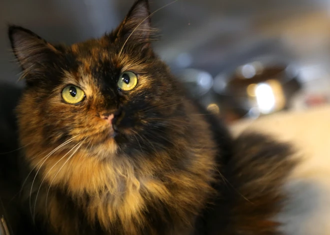 "Valsts budžetā nav līdzekļu!" Zemkopības ministrija noraida ideju par valsts apmaksātu 24/7 neatliekamo veterināro palīdzību