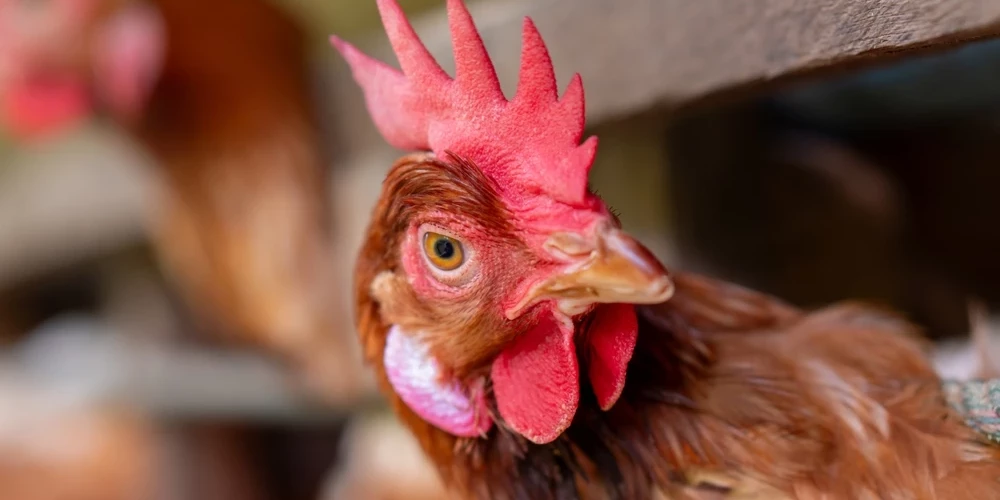 No ugunsgrēka Rendas pagastā izglābtas 40 vistas. Foto: Ilustratīvs