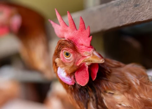 No ugunsgrēka Rendas pagastā izglābtas 40 vistas. Foto: Ilustratīvs