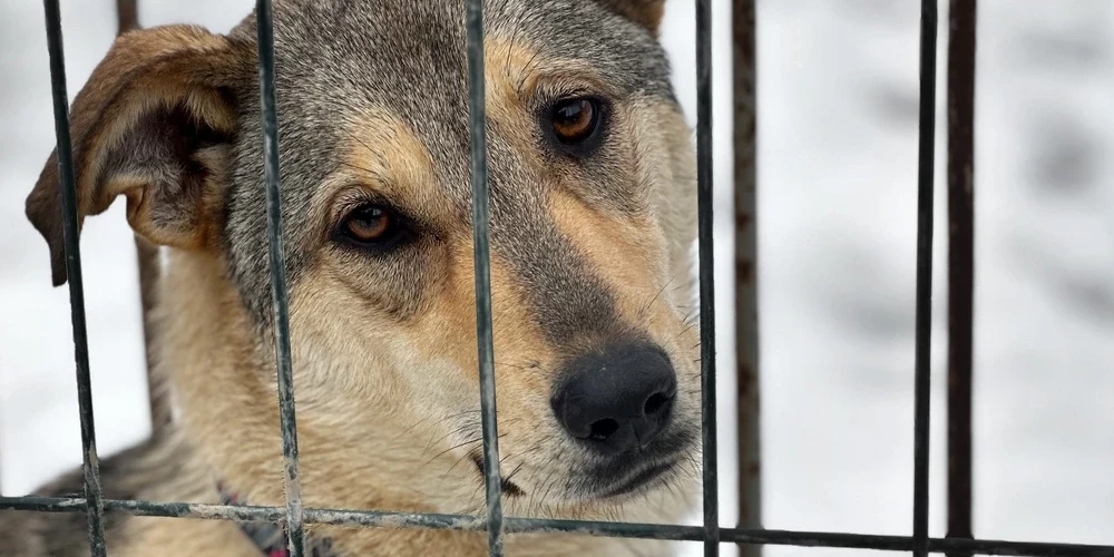 PVD aicina nepirkt dzīvniekus Krievijā un Baltkrievijā.