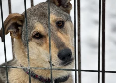 Trakumsērgas gadījums pēc ievešanas caur Latviju: PVD aicina neiegādāties dzīvniekus Krievijā un Baltkrievijā