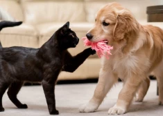 PVD: Латвия свободна от бешенства, но покупки животных в России и Беларуси могут это поставить под угрозу