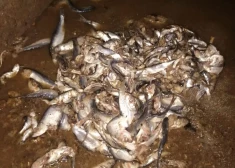 Uzņēmums sūdzas par to, ka cilvēki kanalizācijā noskalo gluži neiedomājamas lietas. FOTO