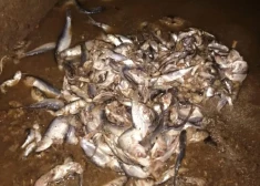 Унитаз все стерпит? Коммунальщики из Вентспилса показали шокирующую находку из канализации после засора