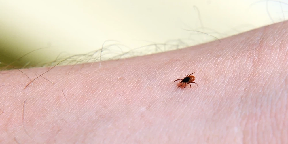 SPKC atgādina par vakcināciju pret ērču encefalītu.