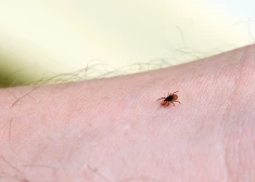 SPKC atgādina par vakcināciju pret ērču encefalītu – šogad valsts apmaksāta bērnu vakcinācija pieejama astoņos novados