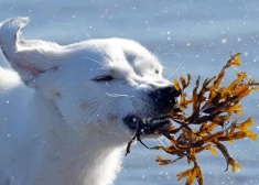 Beidzot kļūs siltāks: sinoptiķi prognozē, ka sals atkāpsies un gaisa temperatūra pakāpsies virs nulles