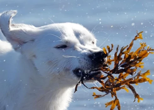Februāra pēdējā nedēļā palaikam iespējams atkusnis.