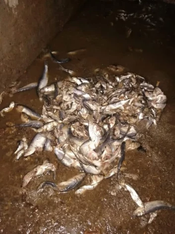 Kāds ventspilnieks, kurš sevi nepieskaita pie “reņģu ēdāju tautas”, tualetes podā noskalojis vairākus kilogramus zivju.