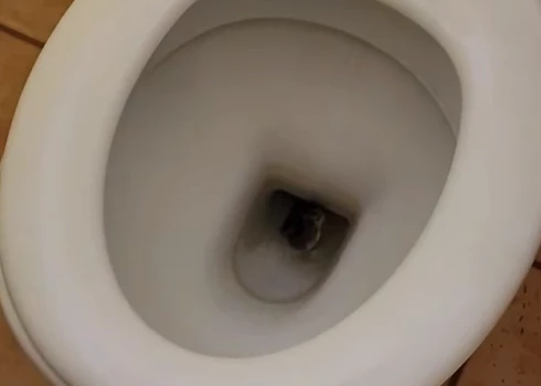 Nelūgts ciemiņš atvēsinās poda ūdenī (ekrānuzņēmums no video)