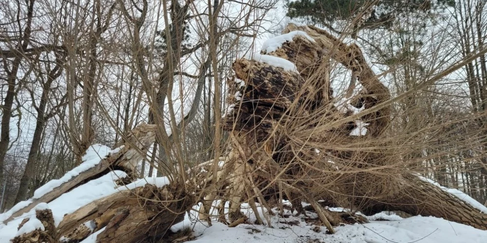 Kanādas papele Jūrmalas parkā pie Miķeļa Valtera ielas. Koks ir pilnībā nogāzies un tā ciršanai nav nepieciešama Apstādījumu uzraudzības komisijas atļauja