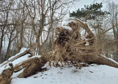 Liepājniekus aicina izteikt viedokli par Jūrmalas parka ikoniskā koka nākotni