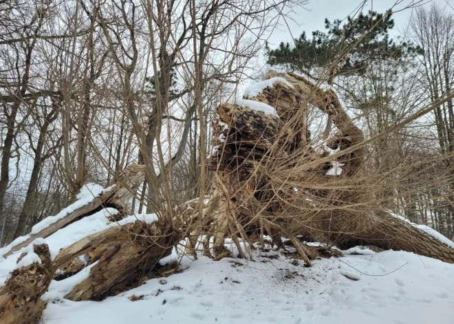 Liepājniekus aicina izteikt viedokli par Jūrmalas parka ikoniskā koka nākotni 