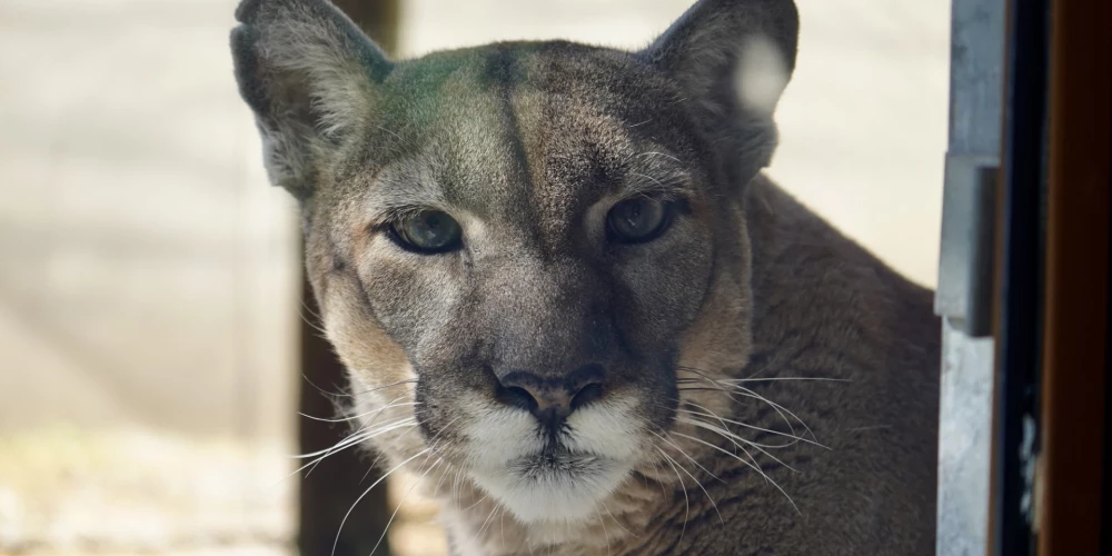 Lūsija (foto: ZooTampa at Lowry Park / Facebook)