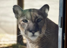Tampas zoodārzā mirusi Floridas slavenākā puma Lūsija. Varbūt tieši viņa kalpoja par iedvesmu Stenlija kausa ieguvēju "Panthers" logotipam