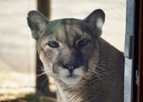 Lūsija (foto: ZooTampa at Lowry Park / Facebook)