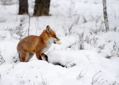 Šonakt daudzviet Latvijā uzsnigs; temperatūra noslīdēs līdz -20 grādiem