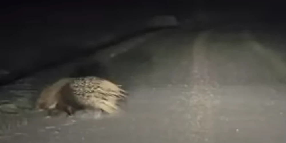 Dzeloņcūka uz Kurzemes ziemas ceļa (ekrānuzņēmums no video)