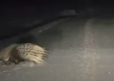 VIDEO. Nē, jums tiešām nerēgojas - eksotiskā dzeloņcūka pastaigājas pa sniegoto ceļu Dundagas pagastā