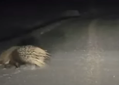 Dzeloņcūka uz Kurzemes ziemas ceļa (ekrānuzņēmums no video)