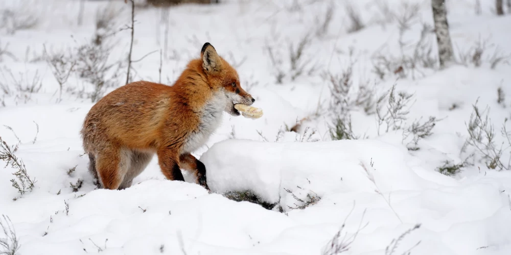 Последняя неделя февраля принесет в Латвию дождь и мокрый снег.