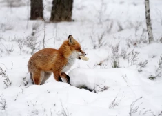 Прощание с морозами: после -30 градусов в Латвии наконец ожидается оттепель