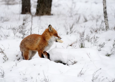 Последняя неделя февраля принесет в Латвию дождь и мокрый снег.