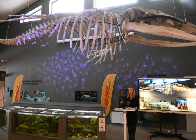 Rīgas zoodārzā var apskatīt kuprvaļa skeletu. Šo milzi savulaik izskaloja Vidzemes jūrmalā