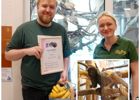 Blogeris Pipars Rīgas Zooloģiskajā dārzā kļuvis par krusttēvu Geldi kalimako pēriķēnam Ozijam (publicitātes foto; kolāža: jauns.lv)