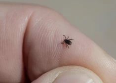 Tukuma novadā pieejama apmaksāta bērnu vakcinācija pret ērču encefalītu