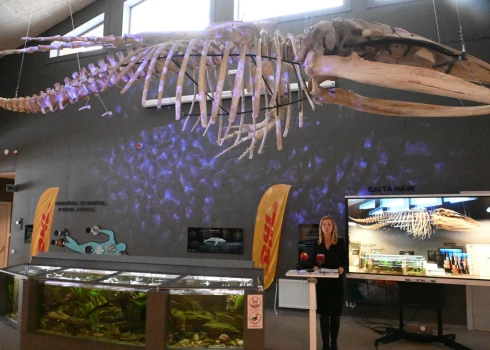 В Рижском зоопарке теперь можно увидеть скелет горбатого кита.