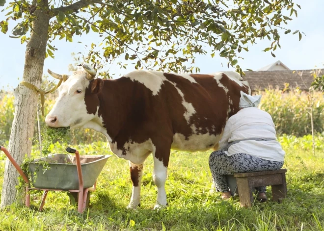 Эстонский молочный завод E-Piim задолжал миллионы латвийским фермерам