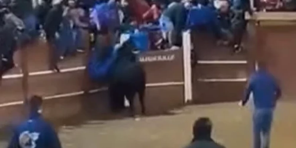 Vērsis uzbrūk festivāla dalībniekam (ekrānuzņēmums no video)