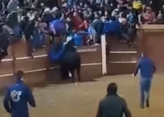 "Vērša karnevālu" Spānijā apēno traģēdija. Brīdinājums: ļoti nepatīkami skati!
