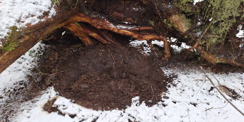 Lāči bieži izvēlas savas guļvietas veidot: zem vējā nogāztu koku saknēm, biezās jauno egļu audzēs, zem nokritušiem kokiem vai seklās zemes iedobēs, kas izklātas ar sūnām vai zariem.