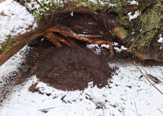 Lāči bieži izvēlas savas guļvietas veidot: zem vējā nogāztu koku saknēm, biezās jauno egļu audzēs, zem nokritušiem kokiem vai seklās zemes iedobēs, kas izklātas ar sūnām vai zariem.